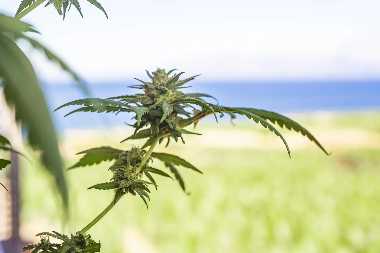 Marijuana Tinctures
