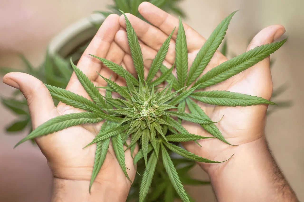 Artificial Weed Safe?