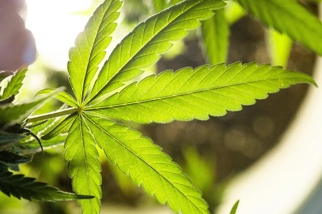 What Is Artificial Weed