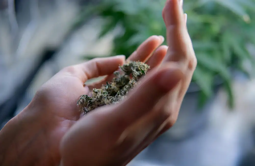 Marijuana Cause Memory Loss