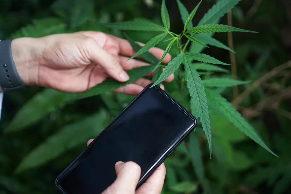 Medical Marijuana Card Online Fast