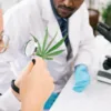 Marijuana Drug Testing Works