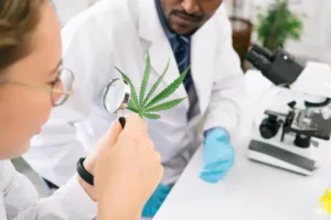Marijuana Drug Testing Works