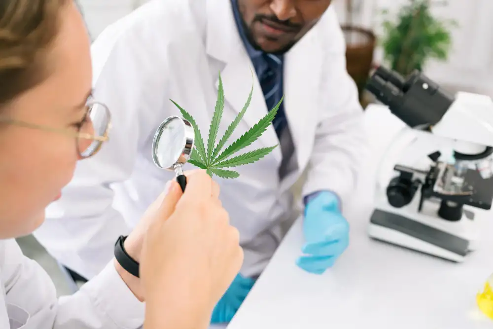 Marijuana Drug Testing Works
