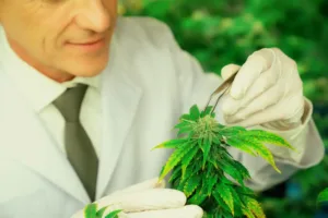 Weed Help with Headaches