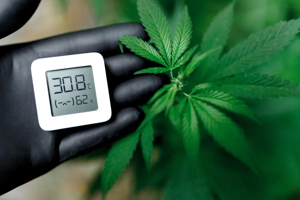 Low Blood Pressure and Smoking Weed