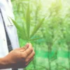How Medical Marijuana Could Transform Healthcare in the Future