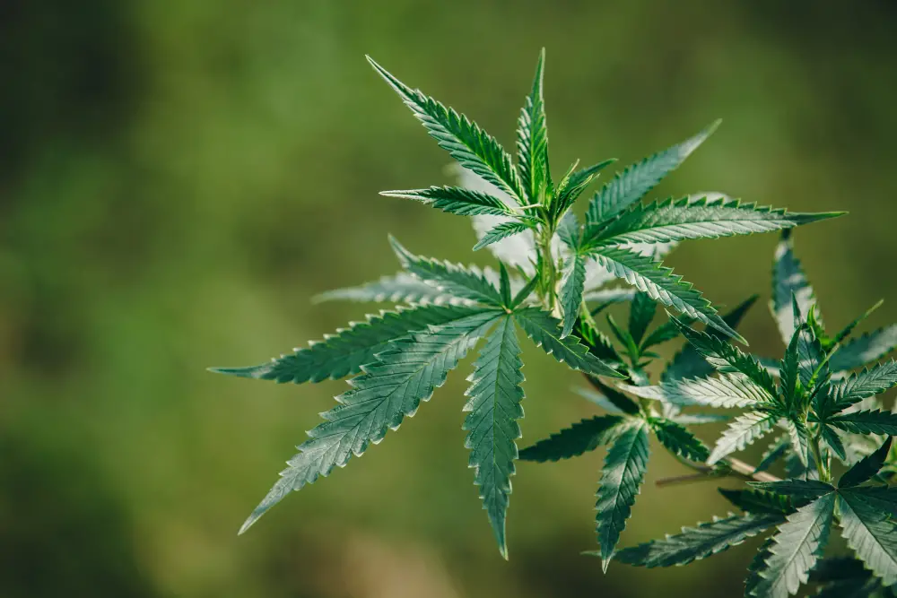 Cannabis and Medicine Look Like