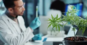 Medical and Recreational Weed Explained