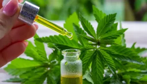 cannabidiolic acid