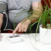 THC Affect Blood Pressure