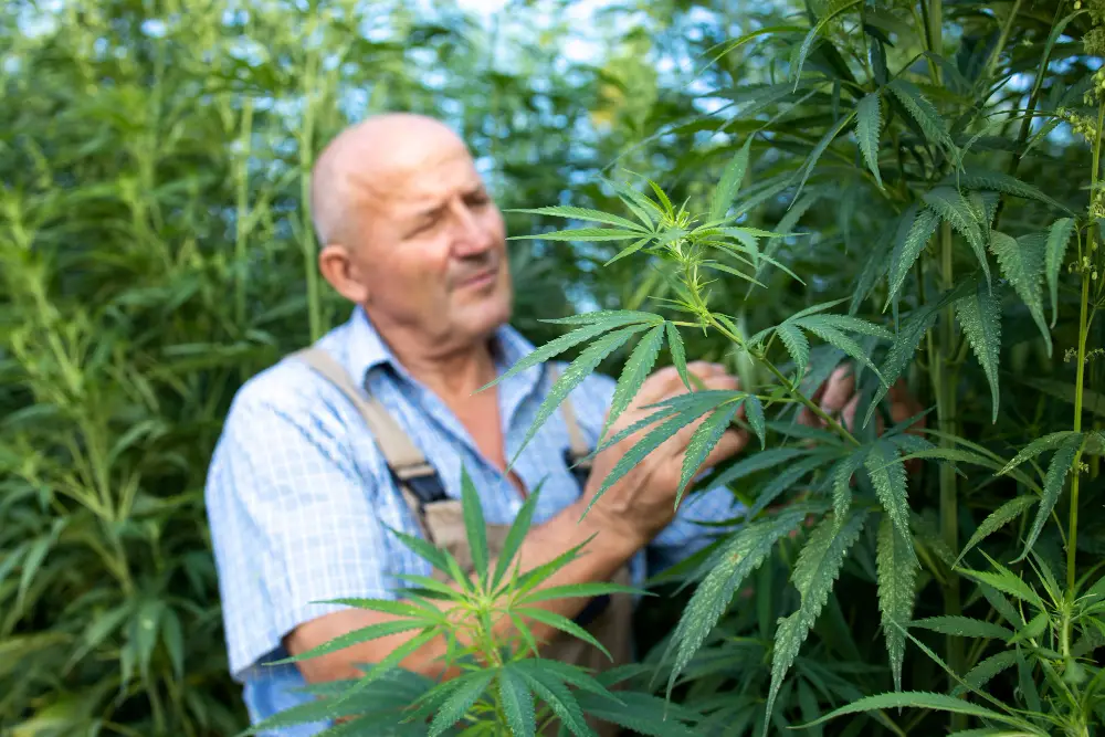 Medical Marijuana