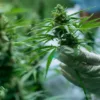 Medical Marijuana for Epilepsy