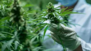 Medical Marijuana for Epilepsy